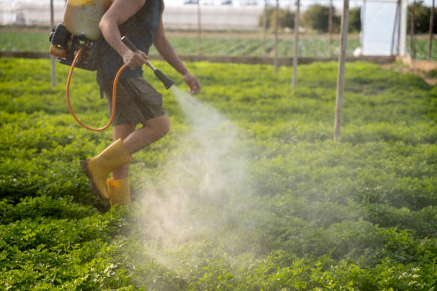 Best Best Pest Control Companies  in Penitas, TX