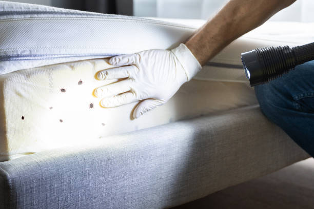 Best Ant Control Services  in Penitas, TX