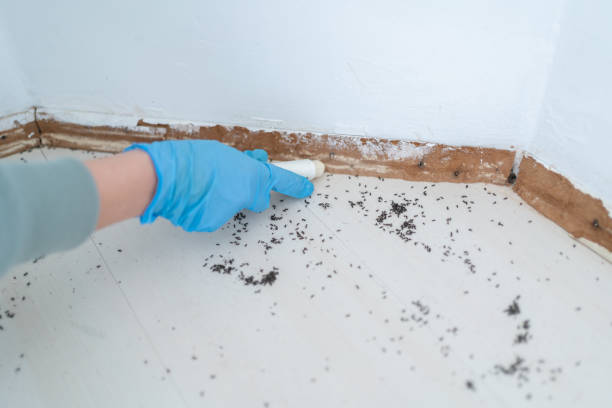 Best Pest Prevention Services  in Penitas, TX